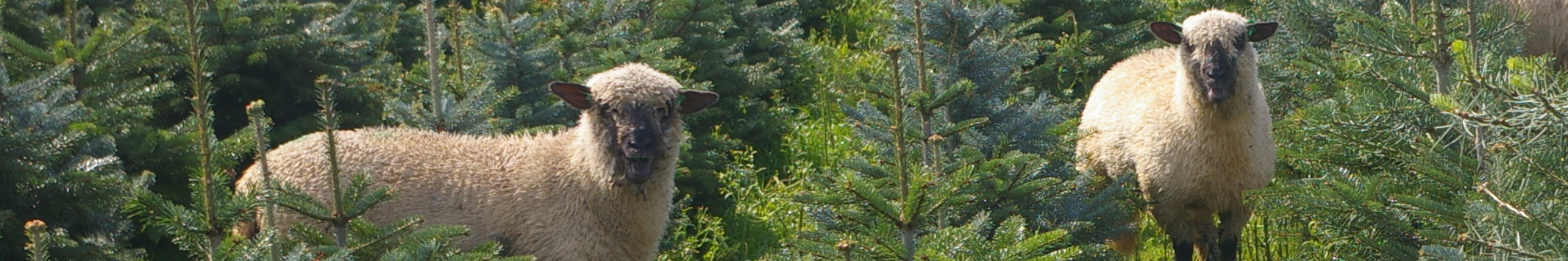 Bomen uit Nederland, zebestaan, zijn supervers...